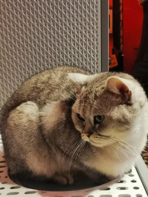 猛操美女教师的相关介绍