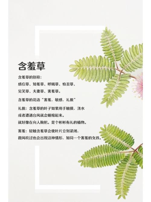 阿拉山口十八家女的的相关介绍