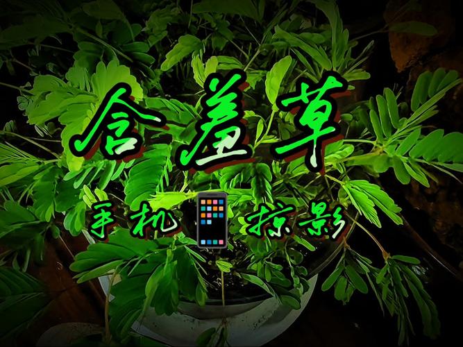 87影院的相关介绍